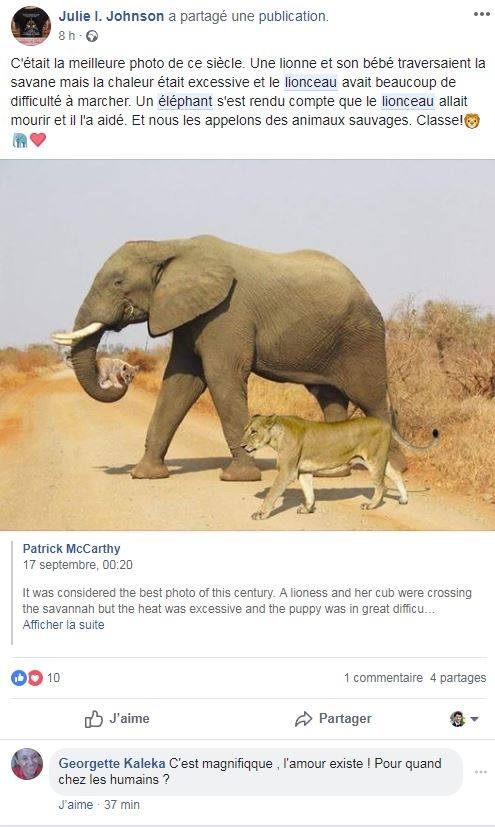 fake éléphant guépard